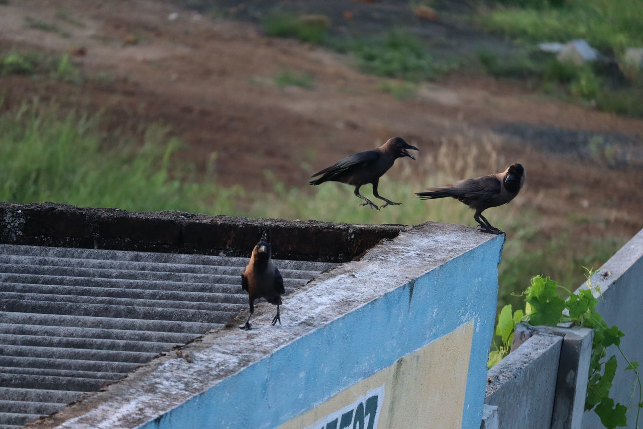 BIRDS PERCHING ON A WOODEN WALL