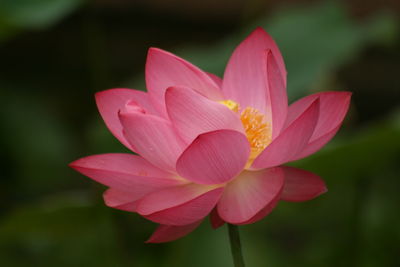 Close-up of pink water lily