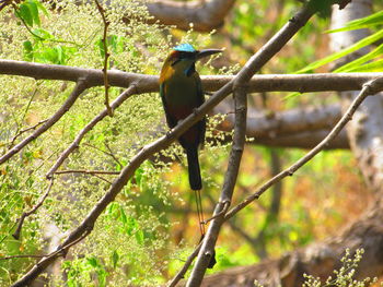 Close-up of bird perching on tree