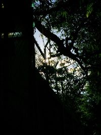 Low angle view of silhouette trees