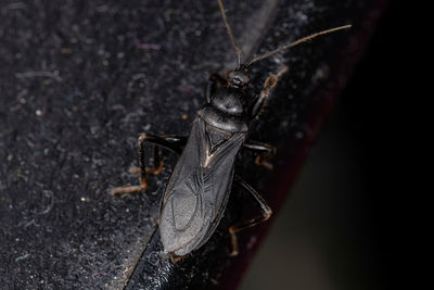 Close-up of housefly