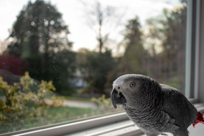 An african grey parrot standing next to a large window on a windowsill looking at the camera