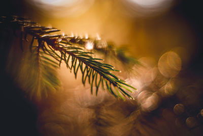 Close-up of christmas tree