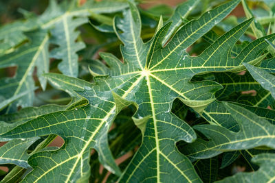 High angle view of plant leaves