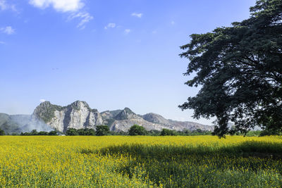 Scenic view of field against sky