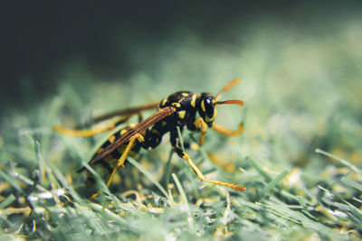 Close-up of insect on plant