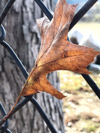 Close-up of dried leaf on metal