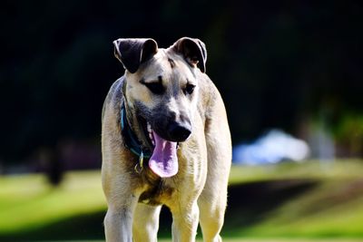 Portrait of dog standing outdoors