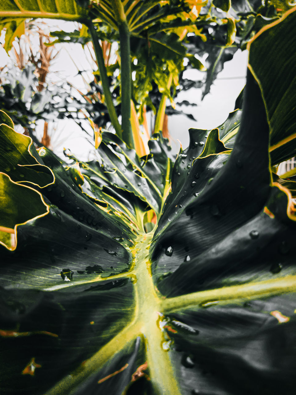 CLOSE-UP OF RAINDROPS ON FLOWER LEAVES