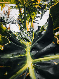 Close-up of raindrops on leaves