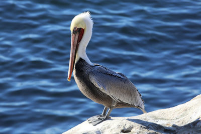 Close-up of pelican perching on a lake