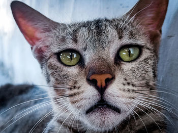 Close-up portrait of a cat