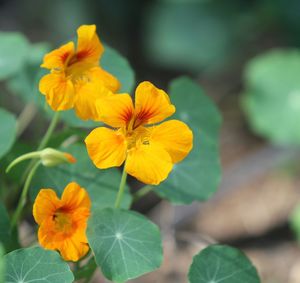 Close-up of yellow flower