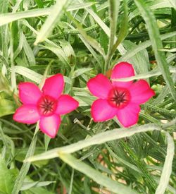 Close-up of pink flower