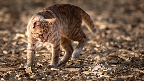 Cat walking on a field