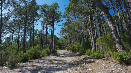 Pine trees in forest against sky