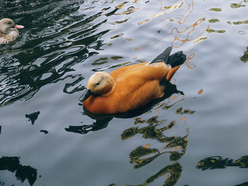 High angle view of duck swimming in lake