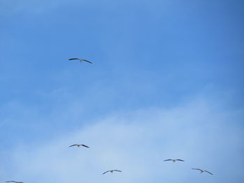 Low angle view of birds flying in sky