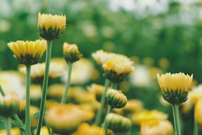 Close-up of yellow flowering plants on field