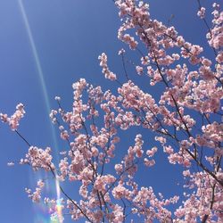 Low angle view of cherry blossoms against sky