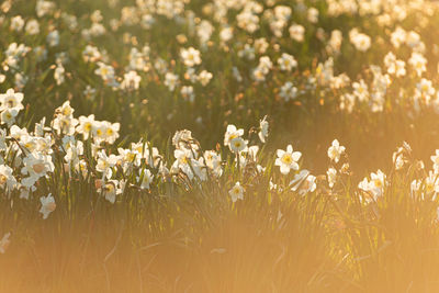 White narcissus pseudonarcissus, wild daffodil, in a field at sunset
