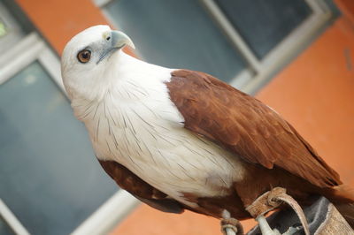 Close-up of owl perching outdoors