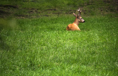 Rear view of deer resting on grass
