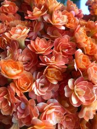 Close-up of pink roses