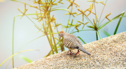 Close-up of bird perching on rock