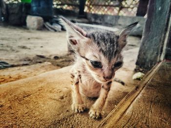 Close-up portrait of cat with kitten