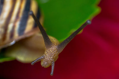 Close-up of a butterfly