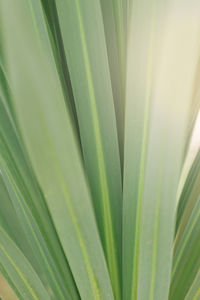 Full frame shot of green leaves