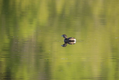 Pied-billed grebe in spring plumage floating in profile in lake with reflection of green vegetation 