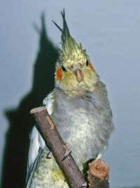 Close-up of bird perching on branch