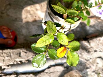 Close-up of green leaves