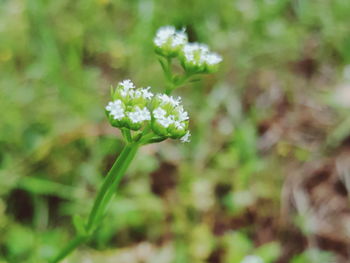 Close-up of white flowers blooming outdoors