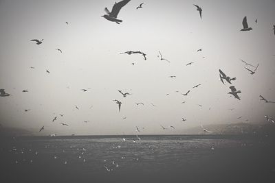 Low angle view of seagulls flying over sea