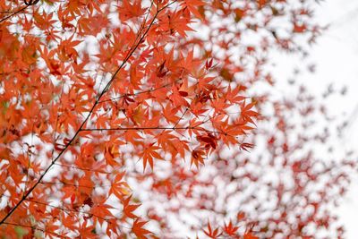 Low angle view of autumnal tree