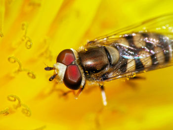 Close-up of insect on yellow leaf