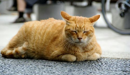Close-up of ginger cat sleeping on footpath
