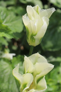 Close-up of white rose