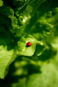 Close-up of ladybug on leaf