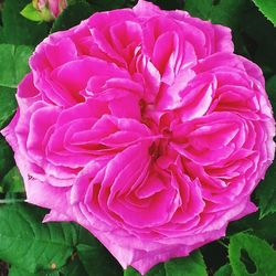 Close-up of pink rose