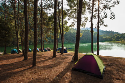 Scenic view of lake against trees in forest