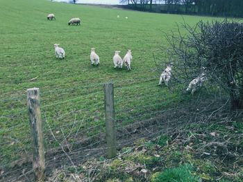 Sheep grazing on field