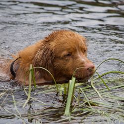 Close-up of dog in lake