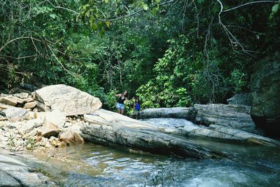 Scenic view of river amidst trees in forest