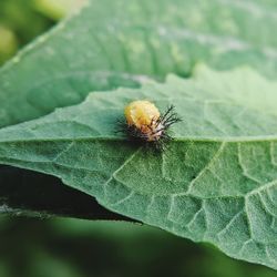 Close-up of insect on leaf