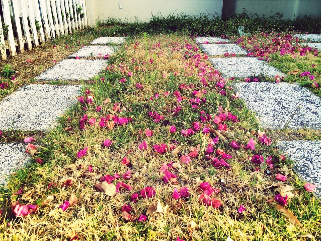 flower, freshness, plant, growth, fragility, beauty in nature, nature, blooming, petal, high angle view, grass, in bloom, day, field, leaf, park - man made space, flowerbed, no people, outdoors, springtime