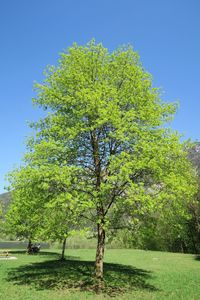 Tree in park against clear blue sky